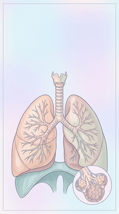 Human Respiratory System
